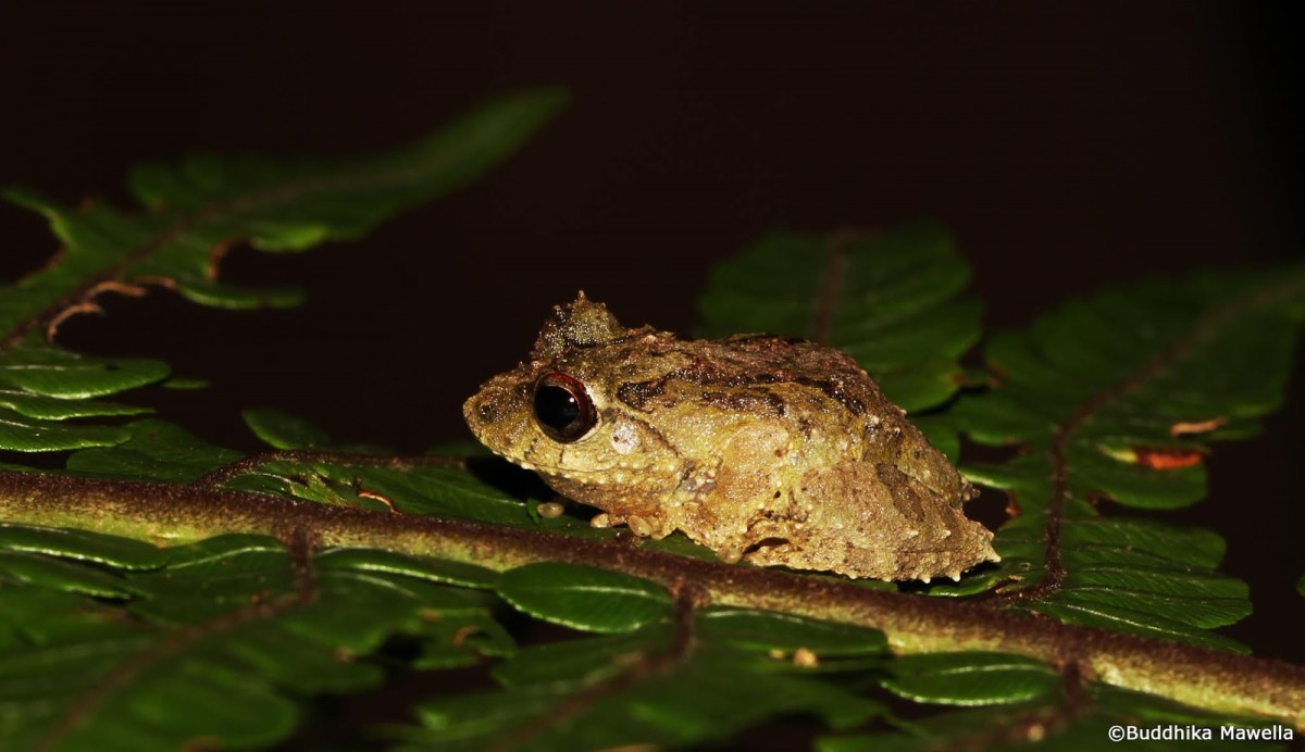 Pseudophilautus hankeni Meegaskumbura, M. & Manamendra-Arachchi, K., 2011